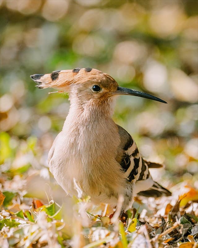 Eurasian hoopoe standing among autumn leaves