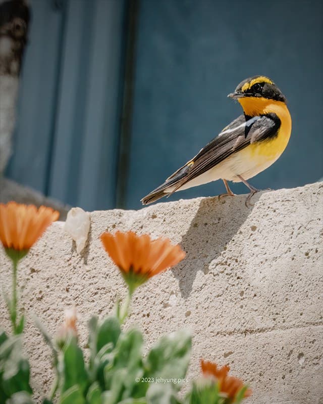Narcissus flycatcher perched on a stone wall above orange flowers